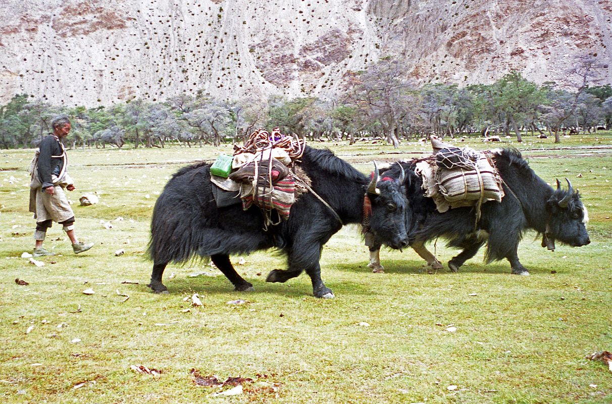 31 Old Yak Man Leads His Yaks Past Our Lunch Spot On The Way To Kharta Tibet